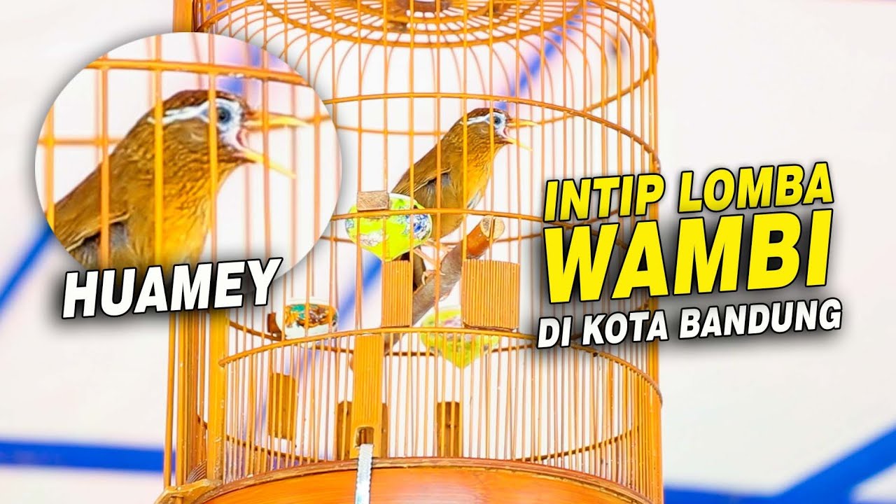 LOMBA WAMBI DI BANDUNG | HUAMEY 2026