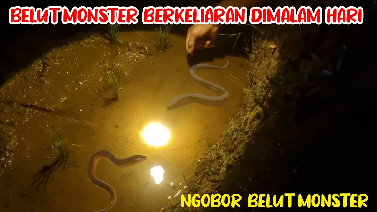 NGOBOR BELUT MONSTER!!! WAKTUNYA BELUT BABON PADA KELUAR CARI MAKAN