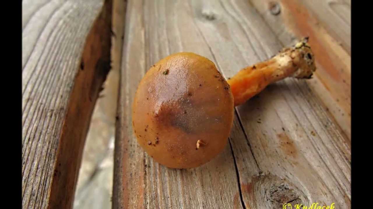Sliz&aacute;k lepkav&yacute; - Chroogomphus rutilus