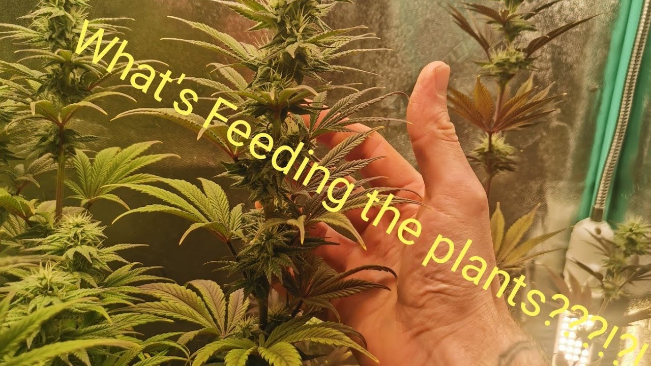 Growing Weed in the Basement S2 Episode 9: Water, Nutrients, Pre-harvest Autoflower.