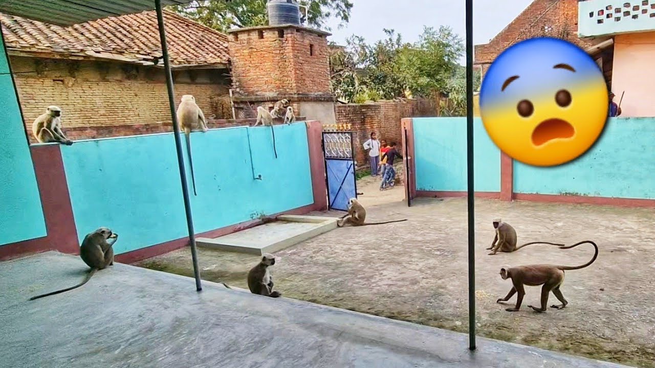 Bandaro ka aatank 😨🤦