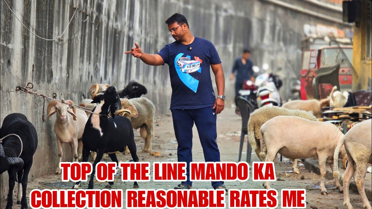 Top Of The Line Mando Ka Collection Resonable Rate Me Fsn Animal Goat Farm Kalyan 