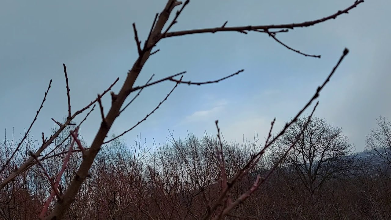 EFEKT PRZYCINANIA CZTEROLETNIEJ BRZOSKWINI || FILM POR&Oacute;WNAWCZY EFEKT PRZED I PO