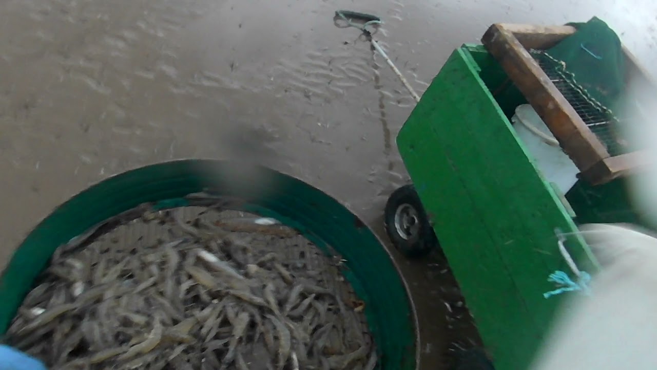 VIDEO 2/5 SECOND HAUL OF THE SHRIMP BEAM TRAWL BIG CLEAN SHRIMPS!
