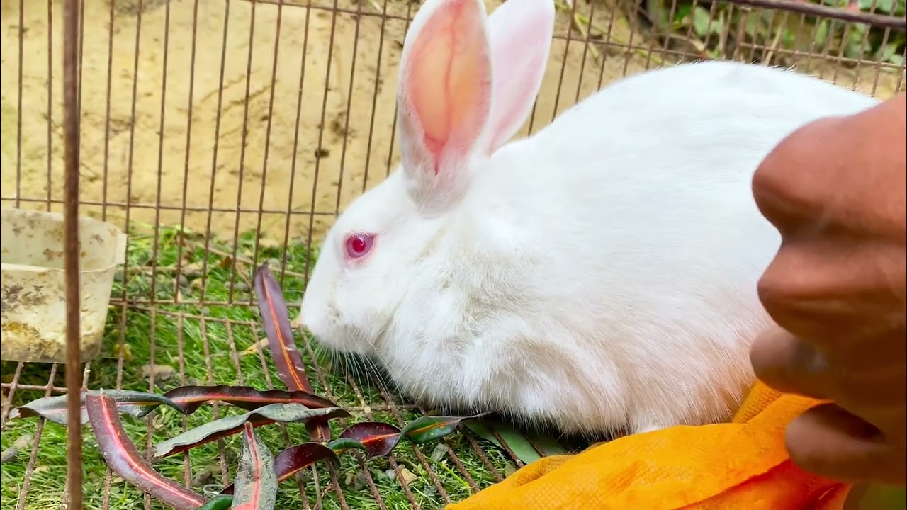 Beautiful Animal Sounds (Rabbit) | Rabbit Sounds Effects #rabbit#82#rabbitrescue