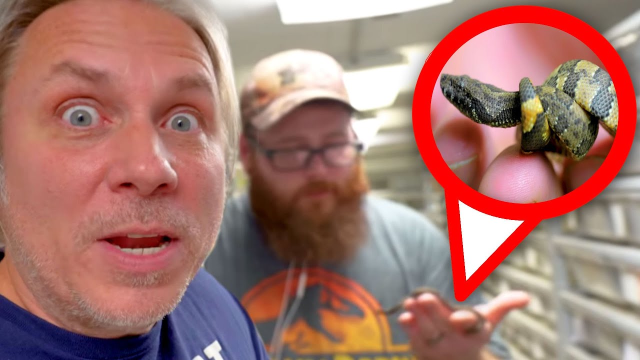 BABY SNAKE BORN AND ALL ESCAPED!! OH NO!! | BRIAN BARCZYK