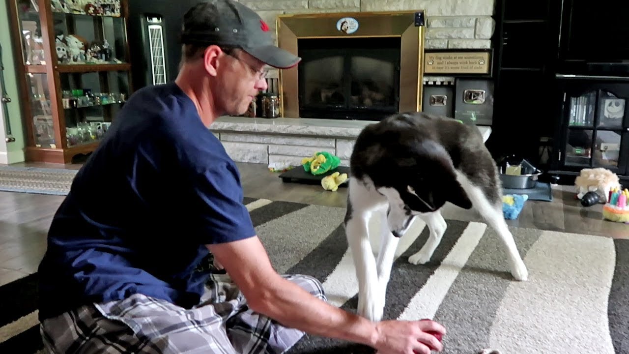 Husky Puppy Kira Loves Play Time!