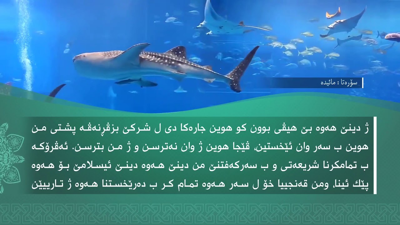 تفسيرا سورتا المائدة