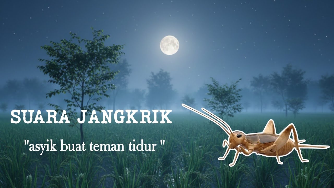Suara jangkrik di malam hari