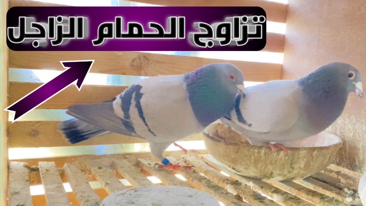 تركيب الحمام الزاجل موسم التزاوج 2026