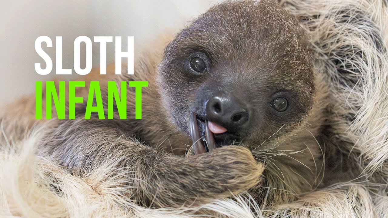 Sloth Day: Schönbrunn Zoo Celebrates with Newborns