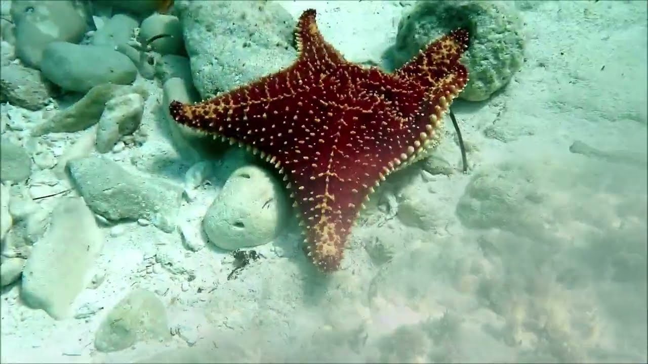 CUBA 2025! SNORKELING OF MY DREAM -  Hotels Grand Aston and Dhawa Santa Maria