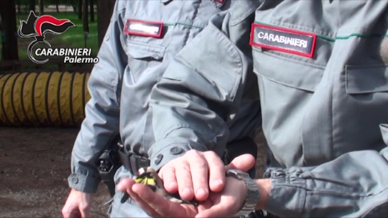 Blitz dei carabinieri al mercato, libertati 300 cardellini