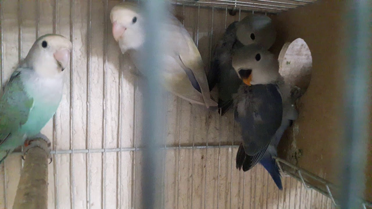 Agapornis roseicolles, filhote cobalto violeta e Acqua turquesa em fase de depuração.