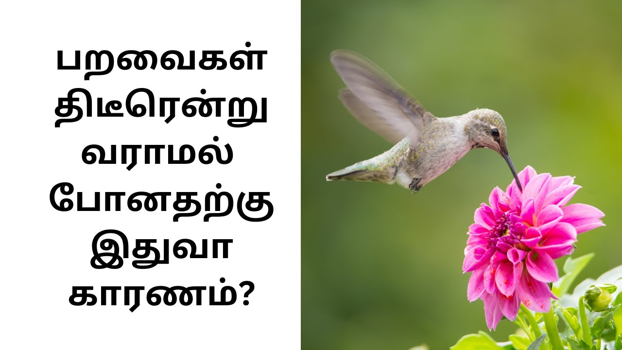 Why Birds Suddenly Stop Visiting Our Homes - Part 2