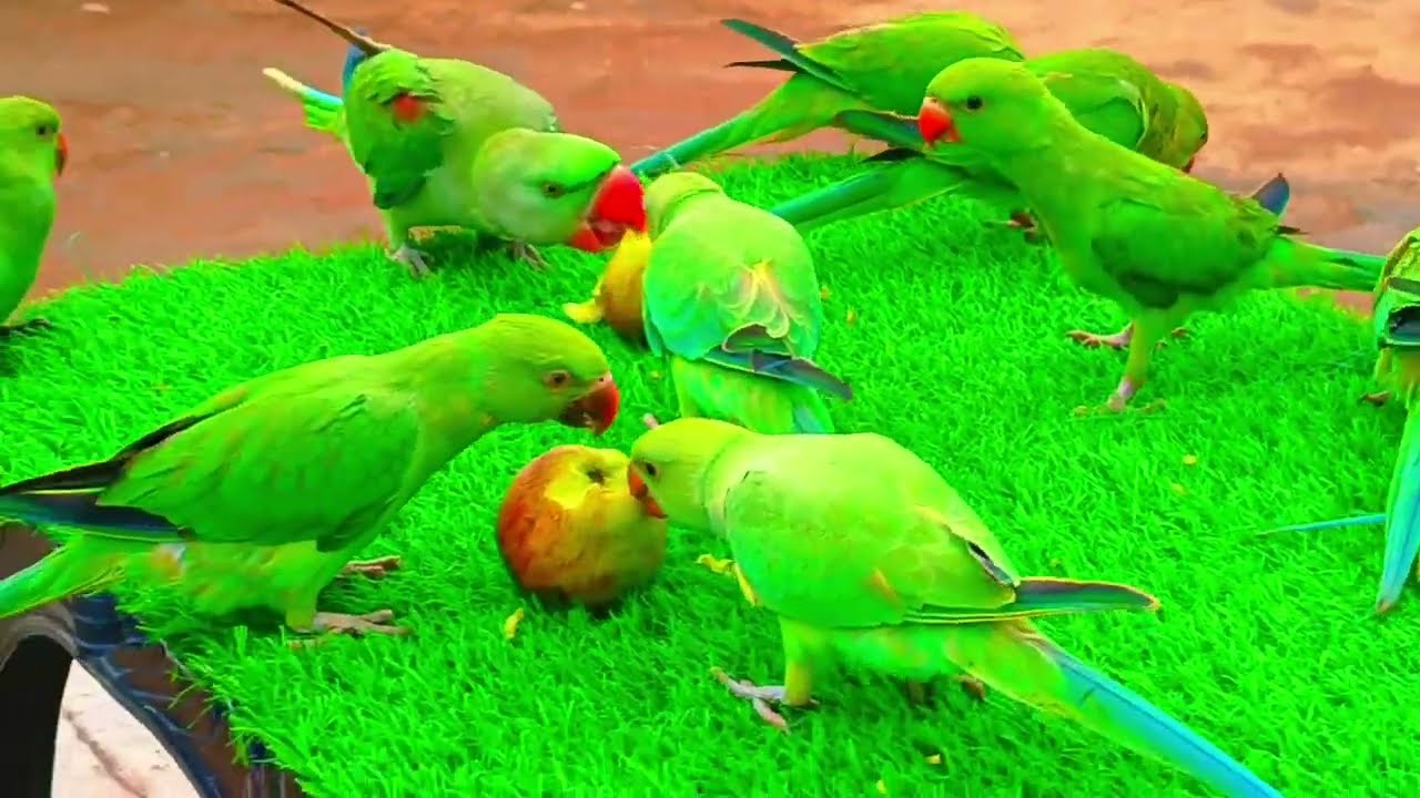 Baby Birds Sounds | Parrot Sounds Videos |Mitthu Ki Awaaz | mitthu mitthu | #parrotsound 