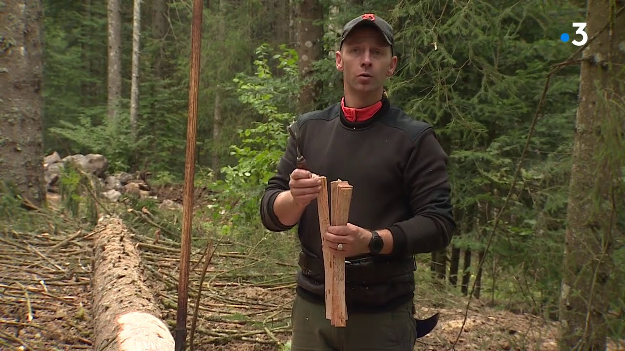 Mont d'Or, épisode 3 : L'épicéa, un bois indissociable de l'AOP