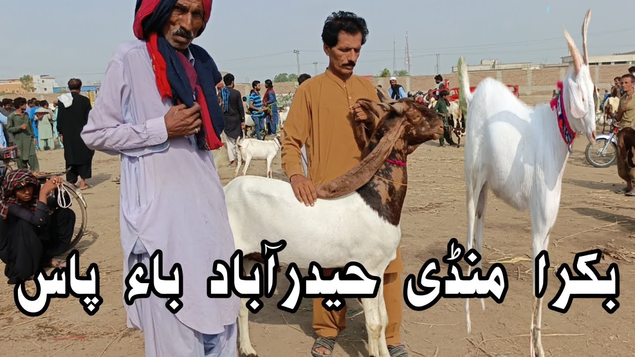 Bakra Mandi Hyderabad bypass || Latest 2026 ka bakre updates 2025