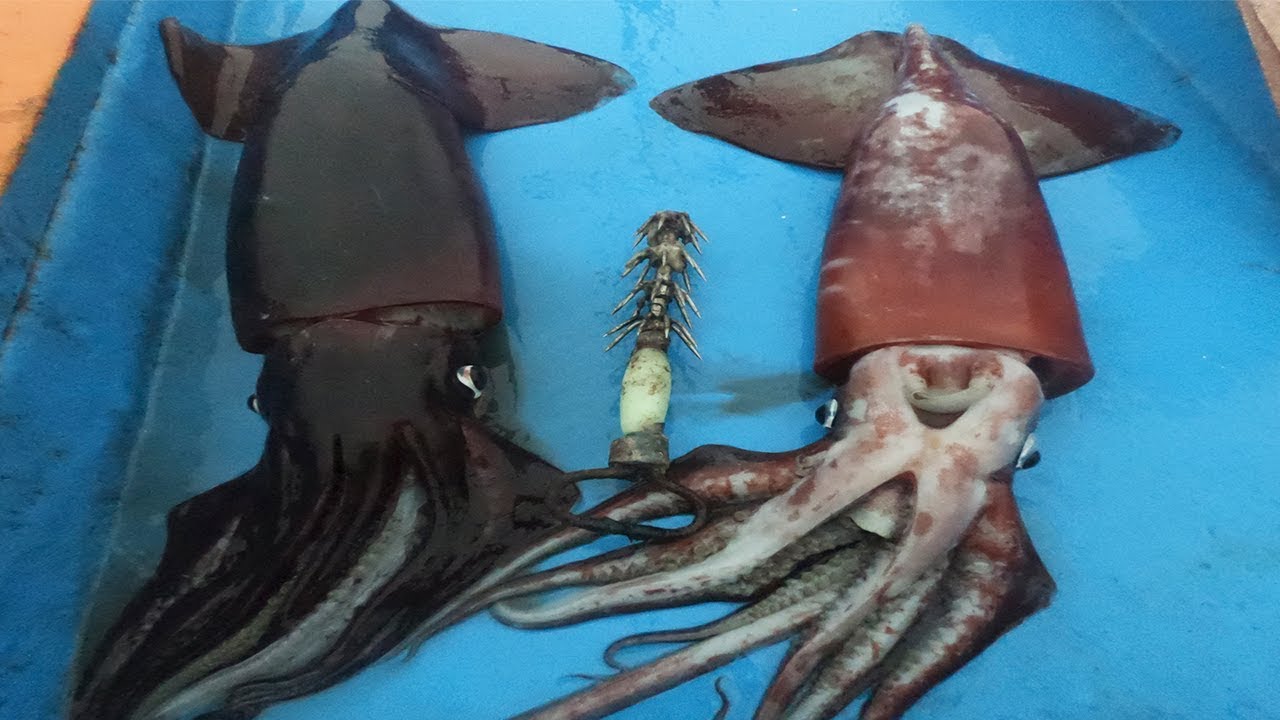 #PESCA Nocturna de Calamar Gigante ( POTA)  80 Millas Mar Afuera │Episodio #3 ✔