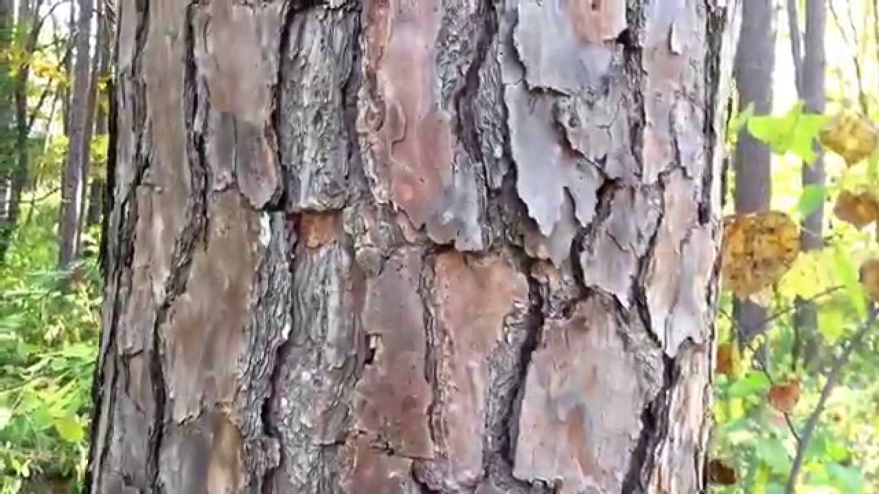Useful trees - shortleaf pine, white pine and red pine.