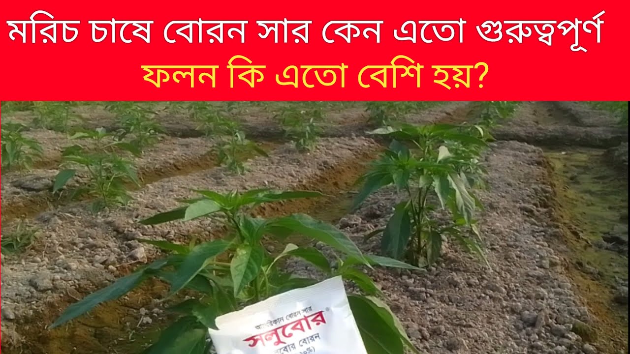 মরিচ চাষে বোরন সার কেন এতো প্রয়োজন।। মরিচ চাষ।।পফজি১০।।#pepper