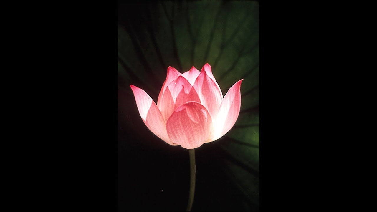 Scorpio - May 2018 - The MAGIC believes in YOU !!