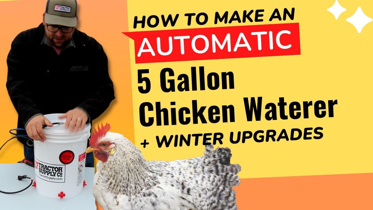 How to make a 5 gallon heated chicken waterer (automatic during summer)