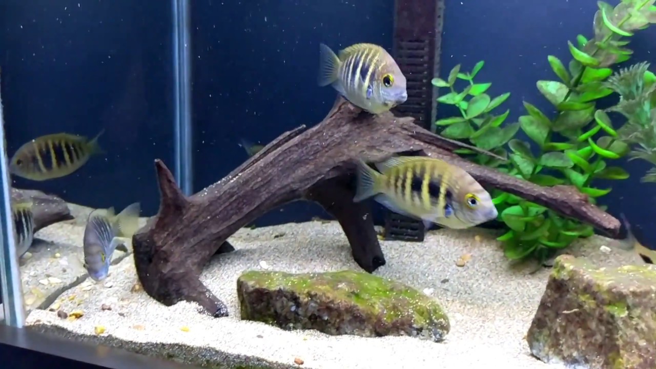 Canara pearlspot chromides (Etroplus Canarensis) feeding on some Northfin Veggie