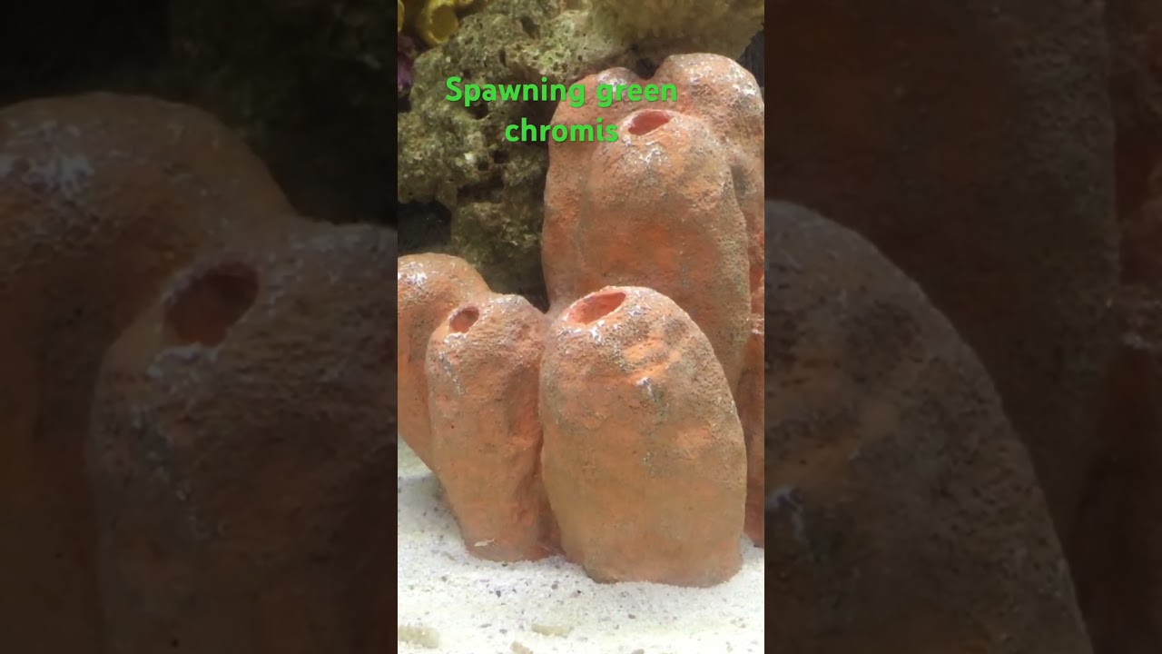Spawning green chromis