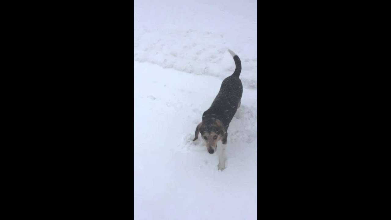 Milo loves the Blizzard 2016 snow