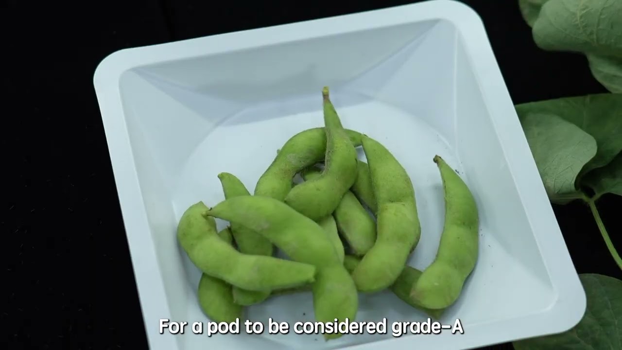 Homeostatic Systemins on Cereal Crops: Soybean/Edamame - Full