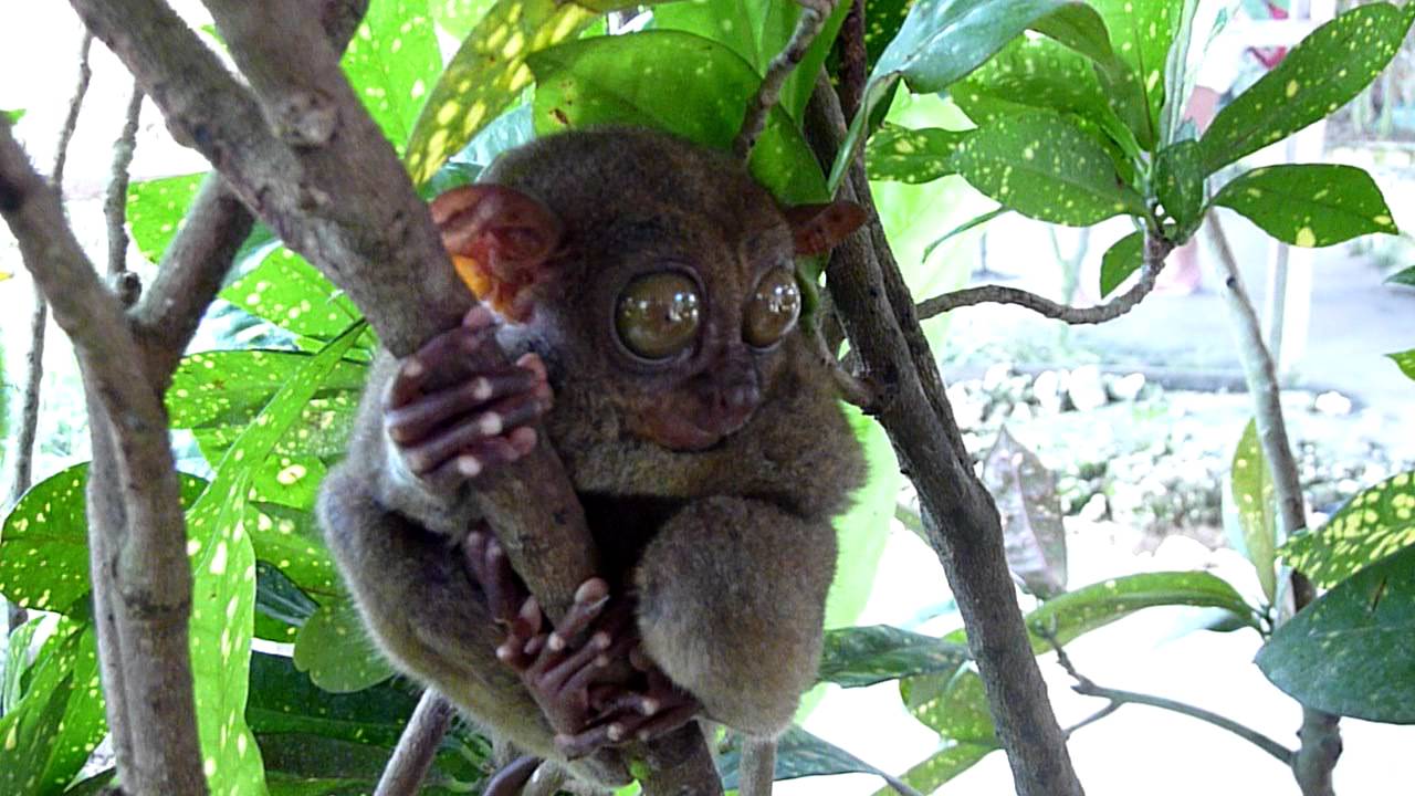 Kleinster Affe der Welt