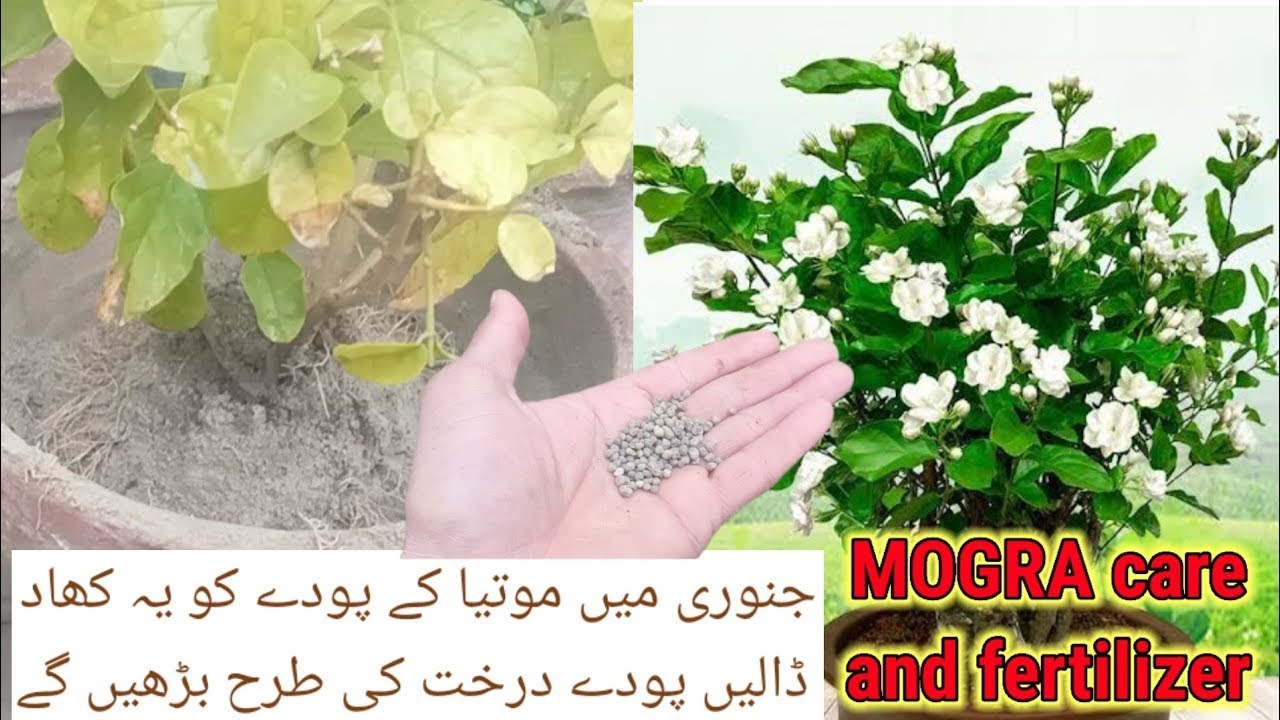 How to winter care MOGRA||JASMINE plant || summer plants care in winter season 