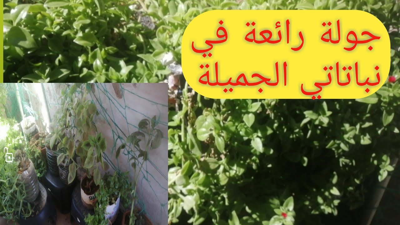 @#جولة رائعة في نباتاتي الجميلة وأنواع|« الأسمدة »|التي استعملها في حديقتي فوق السطح🏞️🌱🌾