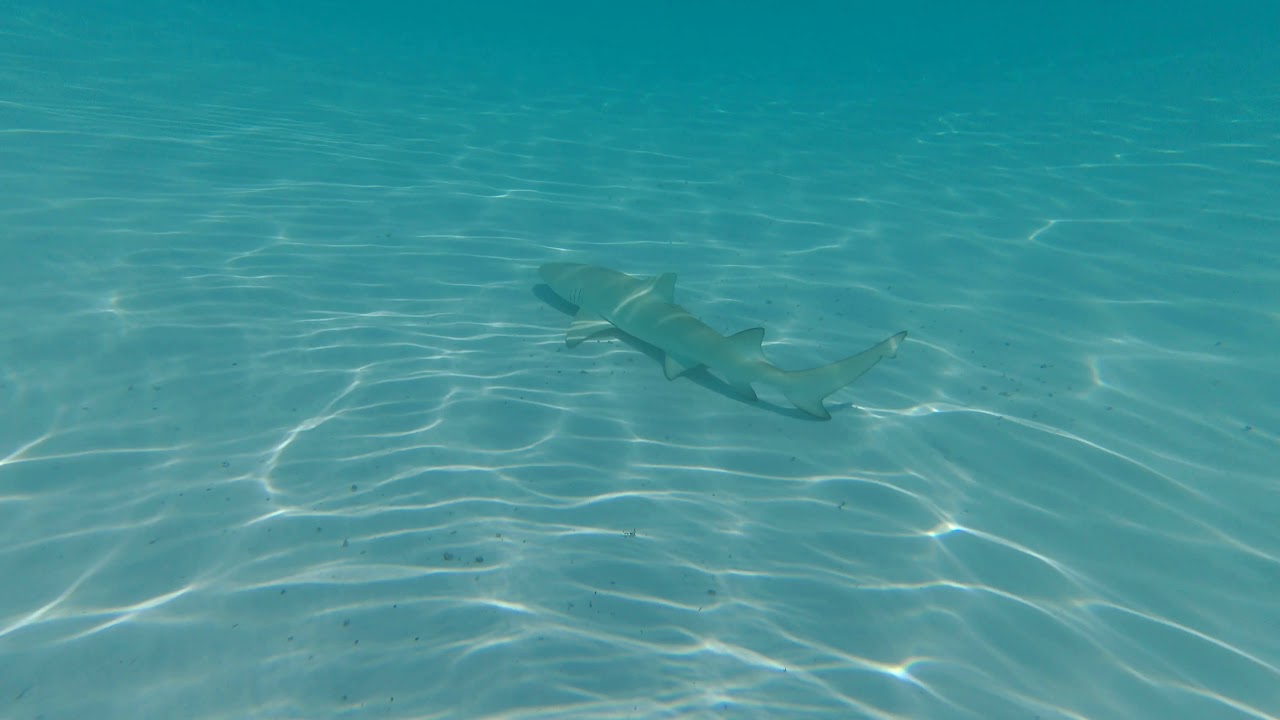 SEYCHELLS. PRASLIN ISLAND. ANSE GEORGETTE