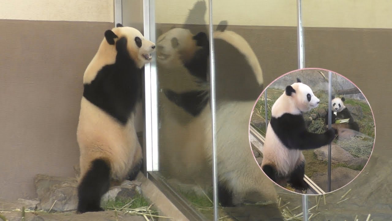 【結＆桃『イエ~イ🎶』】🐼ハッスル中の桃浜🍑結浜と全力で遊ぶｗ🎀✨【姉妹パンダ】Giant Panda -Yuihin&Touhin-☆High touch✨