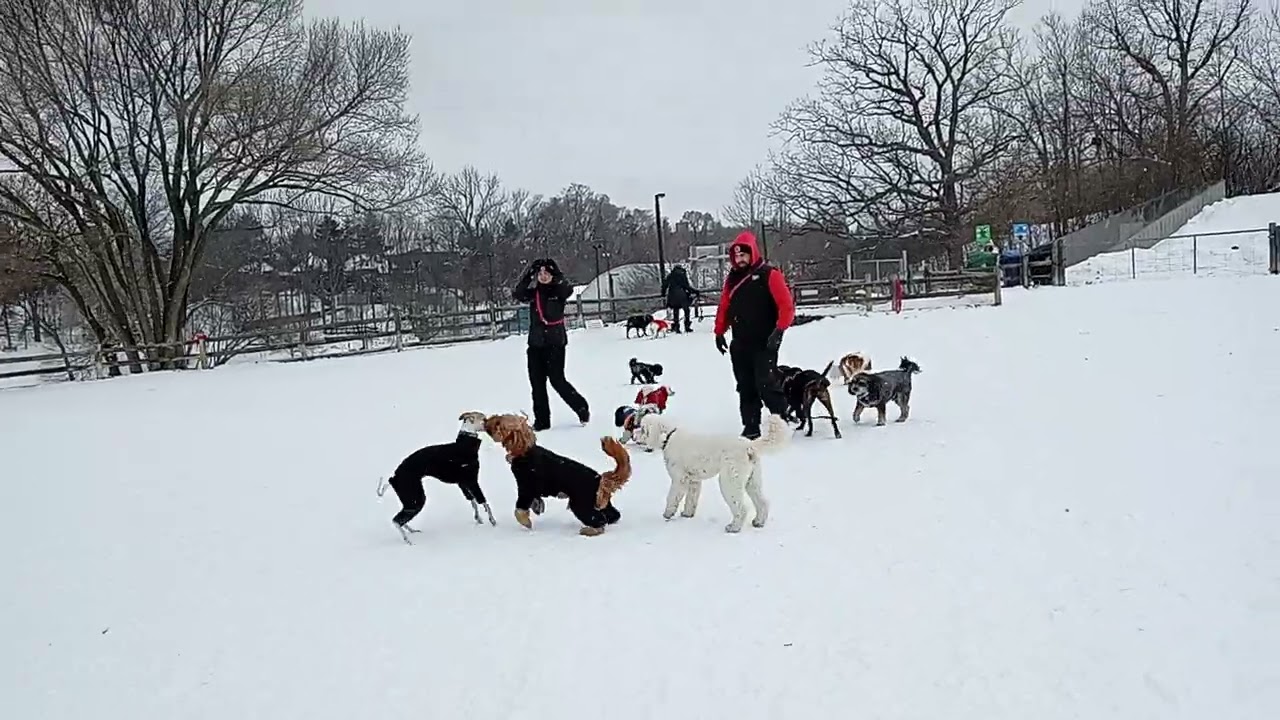 More than 50 puppy dog playing snow filled dog park Toronto Canada 