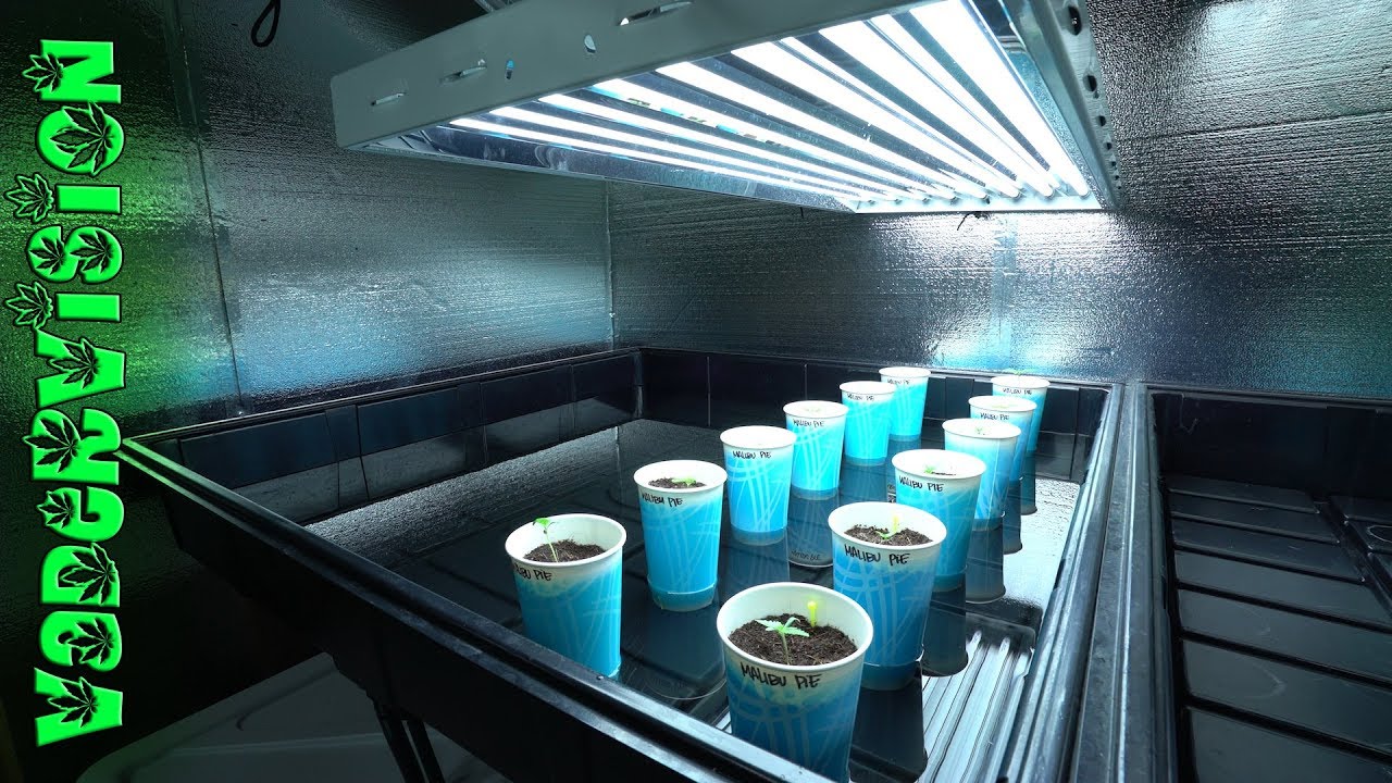 2018 Cali Legal Grow * Day 9 *  One Day at a Time