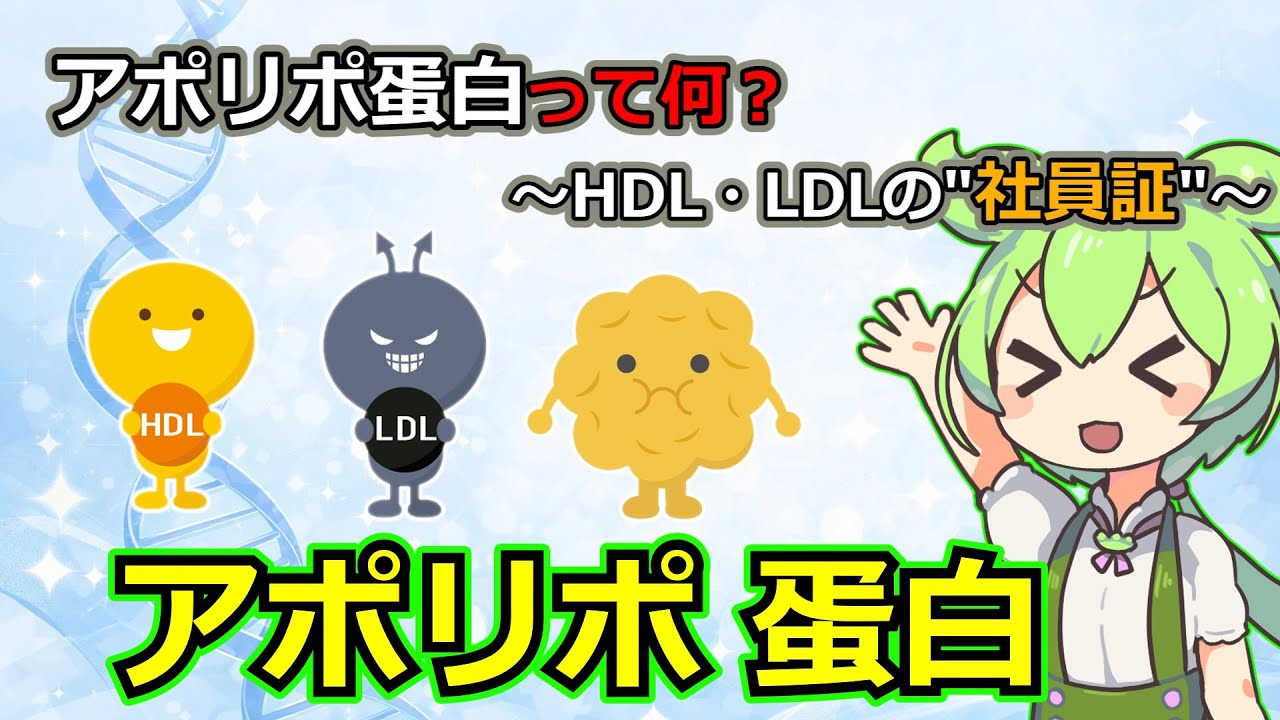 【ゆっくり解説】アポリポ蛋白って何？HDL・LDLの