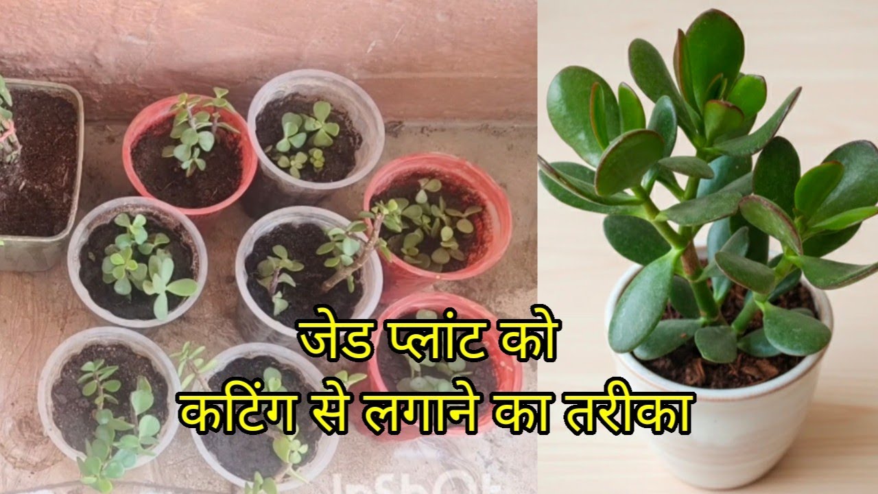 Jade plant ko cutting se lagane ka tarika|Fertilizer and Care Tips for Jade Plant