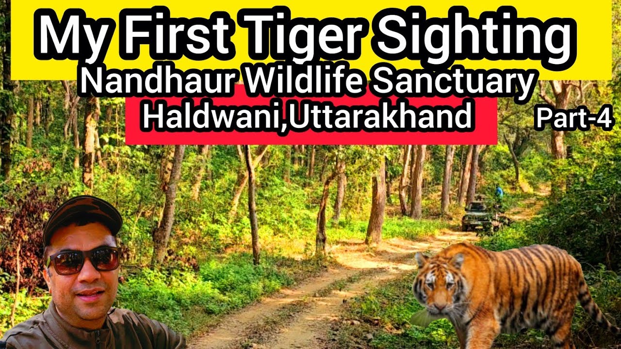 First Tiger Sighting in Nandhaur Wildlife Sanctuary | Tanakpur #Haldwani #Uttrakhand #tiger