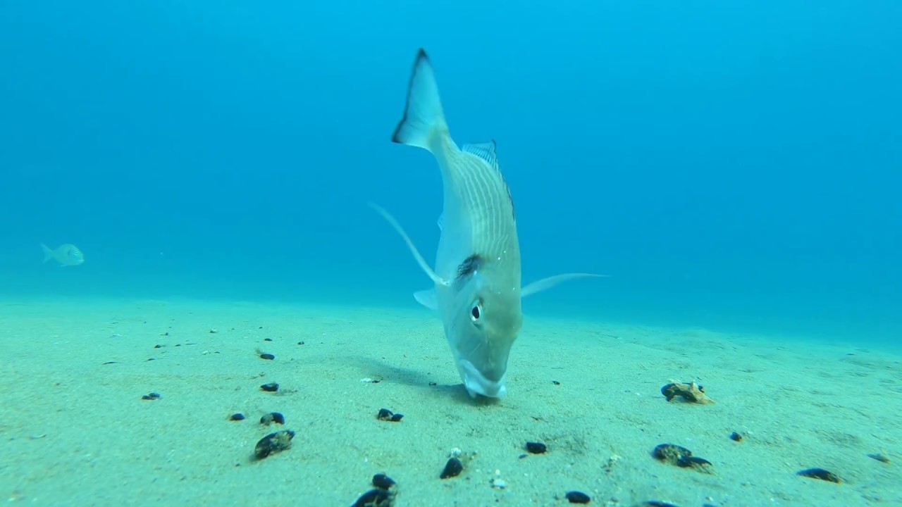 Gilt head sea bream feeding on the sea deep - Orate mangiano sul fondo del mare