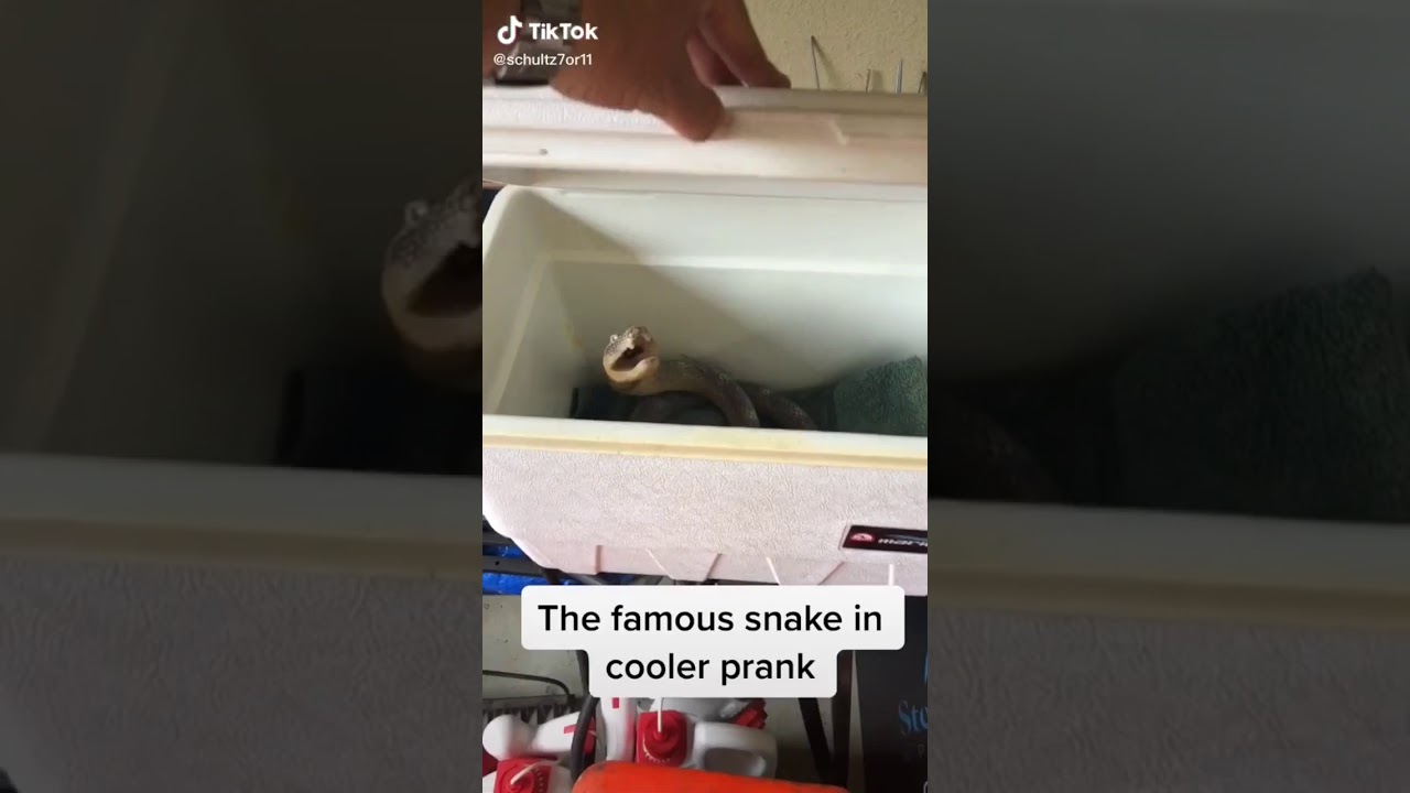 TikTok #The famous snake in cooler prank