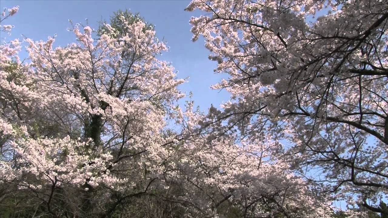 【平泉FAN-TV】平泉のススメ #16 〜西行法師と松尾芭蕉〜