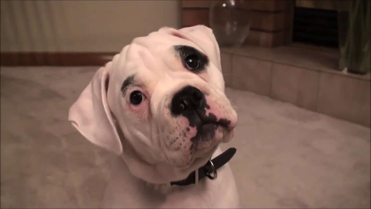 10 Doggie Head Tilts Compilation