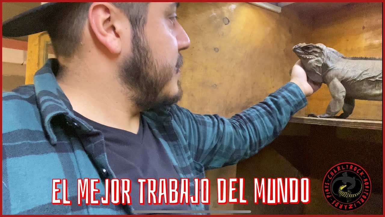 ACTUALIZACIÓN DEL CRIADERO DE REPTILES 🐢🐍🦎 SÚPER CURSO DE VARANOS