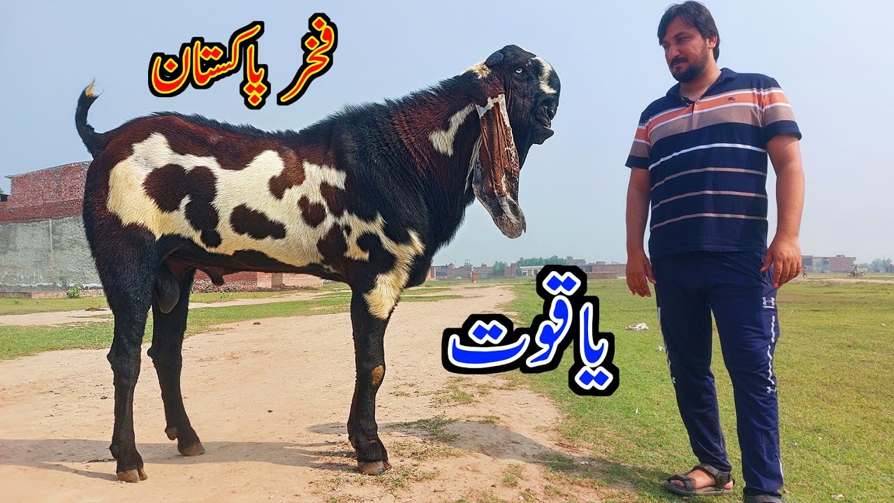 SIRE YAQOOT PUNJABI BEETAL PEDEGREE BREEDER BUCK OF PAKISTAN HIGHLY MILKING LINE with GIANT FRAME