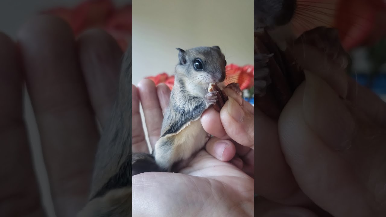 Our little friend 