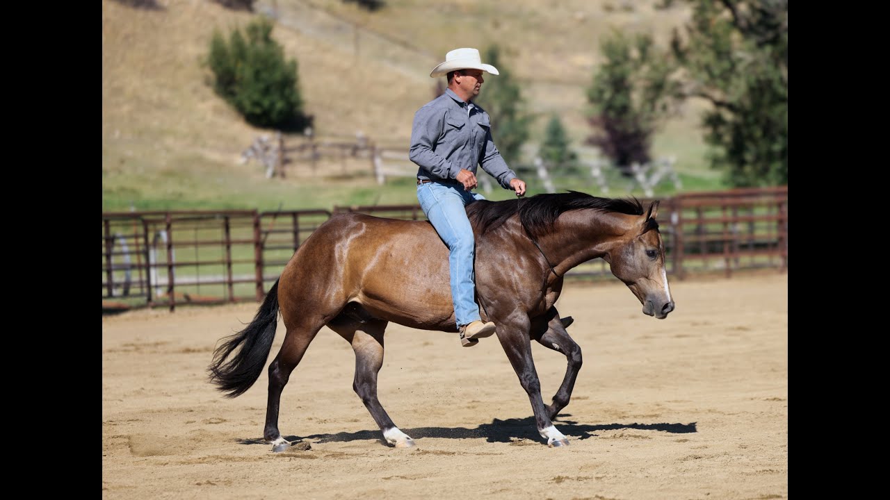 Lot 6 INFERNO ZEN of Turner Performance Horses offered  at @PremierHorseSales Diamonds in the Desert