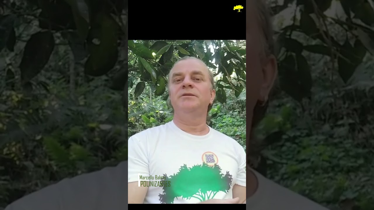 Colheita de MEL das ABELHAS nativas IRAÍS
